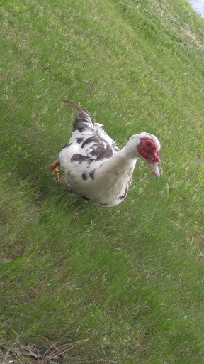 Water Park «Rob Fleming Aquatic Center», reviews and photos, 6535 Creekside Forest Dr, The Woodlands, TX 77389, USA