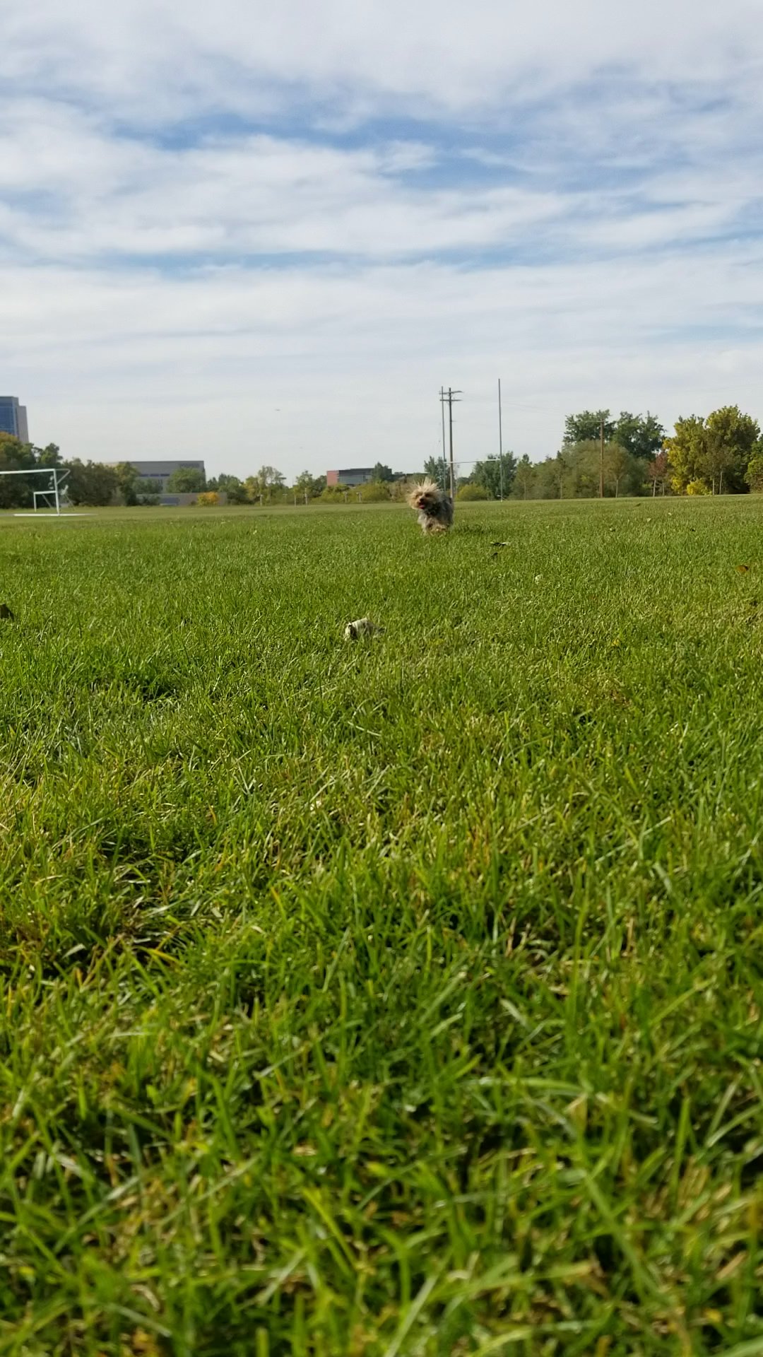 Murray Park Field