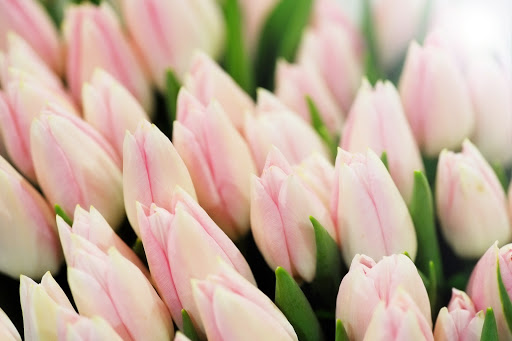 Florist «A Plus Flowers & Gifts», reviews and photos, 227 W Monroe St, Chicago, IL 60606, USA