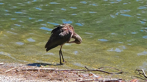 El Dorado Park West Duck Pond