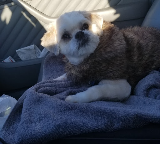 Pet Supply Store «PetSmart», reviews and photos, 3401 Erie Blvd E, Syracuse, NY 13214, USA