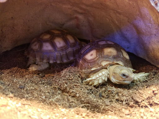 Pet Store «Pet Land», reviews and photos, 1450 Fort Campbell Blvd, Clarksville, TN 37042, USA