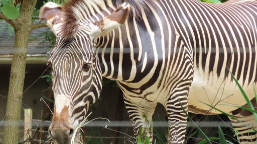 Tourist Attraction «Elephant Trails», reviews and photos, 3001 Connecticut Ave NW, Washington, DC 20008, USA