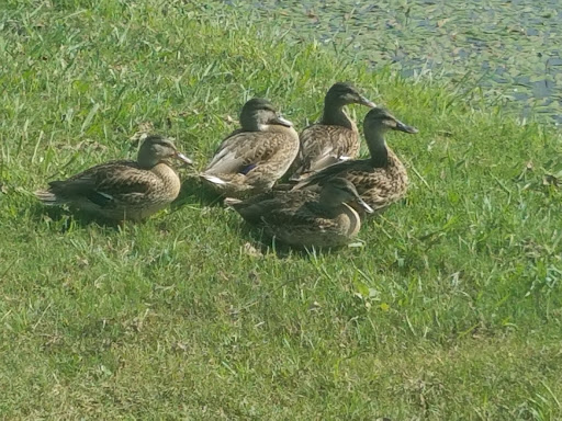 Park «Liberty Park», reviews and photos, 5825 Holiday Ln, North Richland Hills, TX 76180, USA