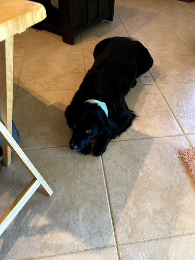 Pet Store «Woof Gang Bakery & Grooming Palm Beach Gardens», reviews and photos, 6231 PGA Boulevard #114, Palm Beach Gardens, FL 33418, USA