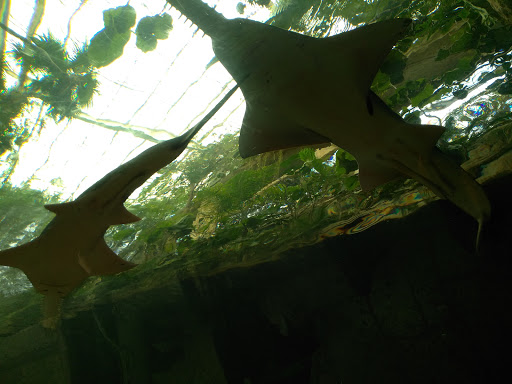 Tourist Attraction «Pioneer Plaza», reviews and photos, 1428 Young St, Dallas, TX 75202, USA