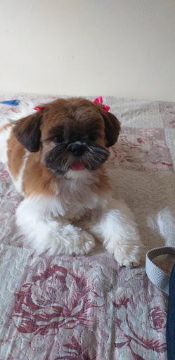 Clínica Veterinária e Canil Siciliano em Araraquara - SP