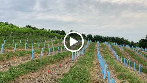 Winery «Glorie Farm Winery», reviews and photos, 40 Mountain Rd, Marlboro, NY 12542, USA