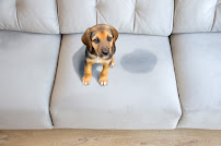 Mega Dry Carpet Cleaning - Photo 9 - Car repair in San Diego, CA, San Diego
