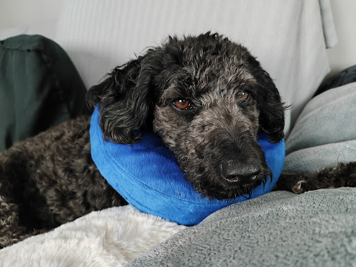 Tierarztpraxis Ancia Wiebe unter Wächtersbach, 