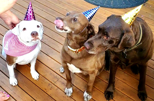 Shoreline Veterinary Hospital image