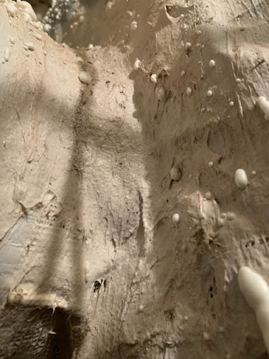 Insulation Contractor «Insulation Contractor - Energy Seal, Inc.», reviews and photos