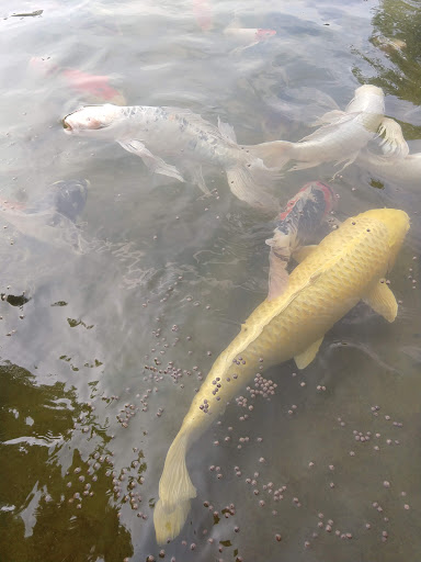 Fish Farm «Kloubec Koi», reviews and photos, 1375 Baxter Ave NW, Amana, IA 52203, USA