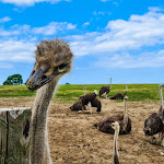 Photo n°3 de l'avis de Jens.e fait le 04/08/2021 à 13:41 sur le  Hofladen Straussenfarm Ostseeblick à Hohenfelde