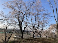 郡山市立桜小学校