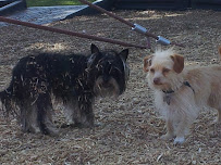 Santa Barbara Pet Pals - Photo 8 - Car repair in , Santa Barbara