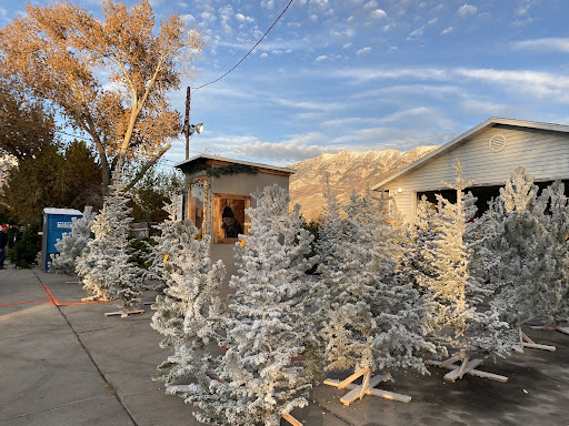 Baum's Christmas Trees