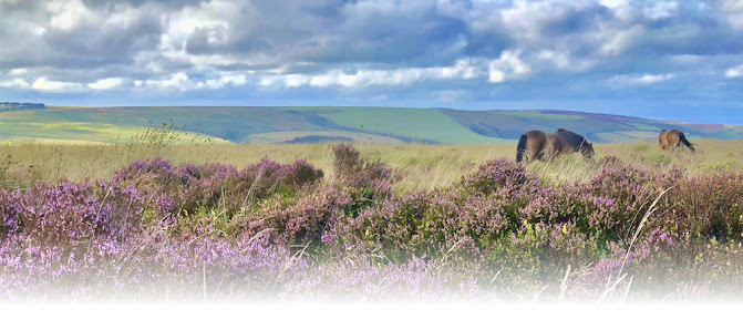 Visit Exmoor 