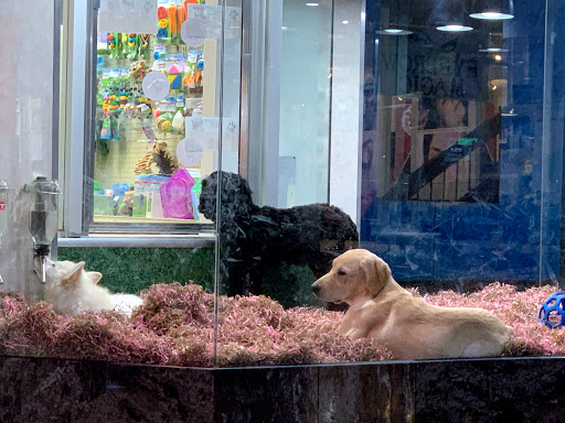 Pet Store «Pet City Pet Shops», reviews and photos, 750 Citadel Dr N # 2092, Colorado Springs, CO 80909, USA