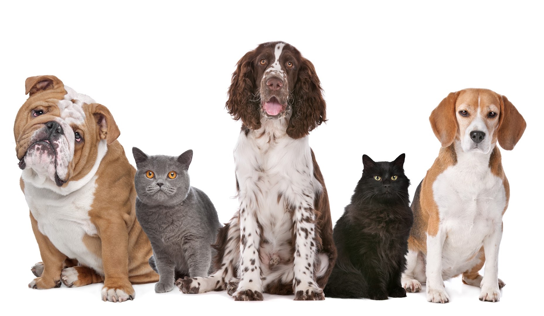 Love & Care Pet Professionals
