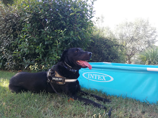 Pensioni per cani e dog hotel a Il Salice Pensione per cani