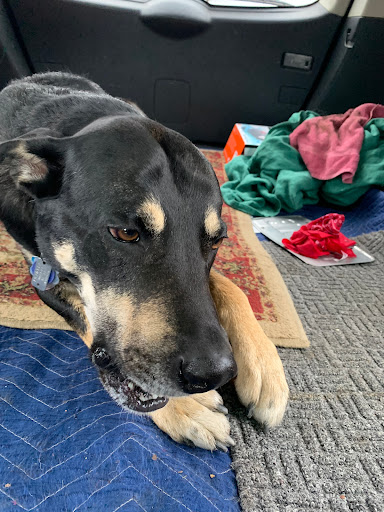 Pet Supply Store «Pet Supplies Plus», reviews and photos, 1155 Washington Pike, Bridgeville, PA 15017, USA