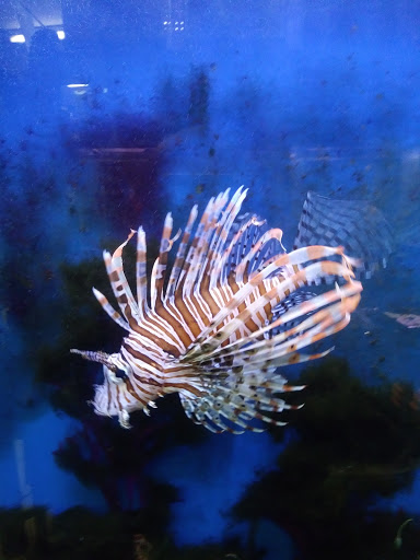 Tropical Fish Store «Midway Tropical Fish & Pets», reviews and photos, 24101 Pacific Hwy S, Kent, WA 98032, USA