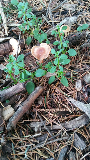 Park «A.M. Kennedy Park», reviews and photos, 10200 SW Kennedy St, Beaverton, OR 97005, USA