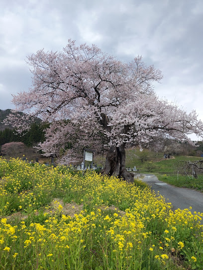 貫津の種まき桜