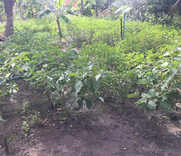 Homegrown vegetables photo