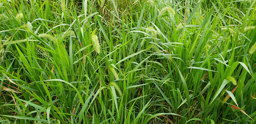 Nature Preserve «Sadsbury Woods Preserve», reviews and photos, Ramblewood Dr & Northwood Dr, Coatesville, PA 19320, USA