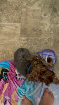 Jodi's Pet Styles - Photo 9 - Car repair in Lehigh Acres, FL, Lehigh Acres