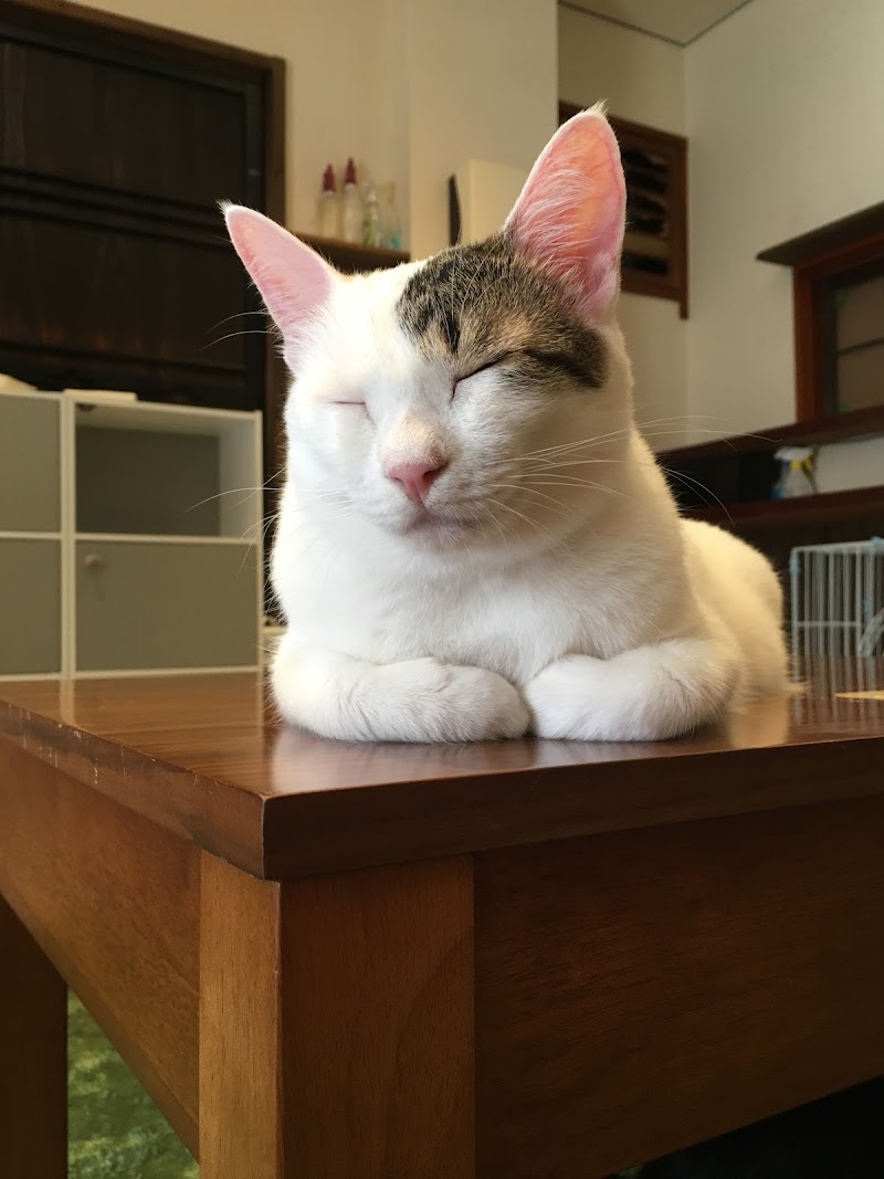 保護猫譲渡カフェ 和風桶猫喫茶 奈良県橿原市八木町 カフェ 喫茶 カフェ グルコミ
