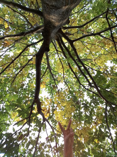 Park «Route 66 Park», reviews and photos, 920 N Broadway St, Joliet, IL 60435, USA