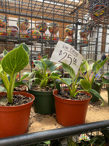 Florist «Plant Safari», reviews and photos, 653 N Central Ave, Upland, CA 91786, USA