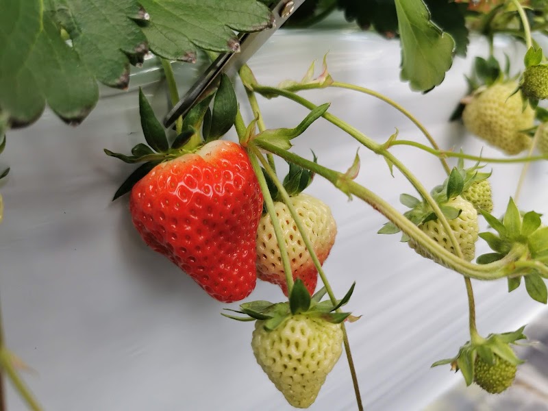 雪国アグリパーク 湯沢いちご村 新潟県湯沢町神立 農場 グルコミ