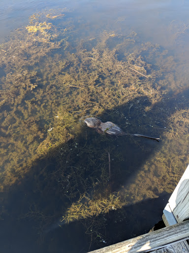 Nature Preserve «Wood Lake Nature Center», reviews and photos, 6710 Lake Shore Dr S, Minneapolis, MN 55423, USA