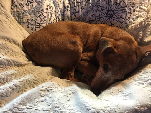 Pet Store «All Pets Club», reviews and photos, 1167 N Colony Rd, Wallingford, CT 06492, USA