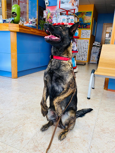 Centro Veterinario Rossinyol en Pineda de Mar