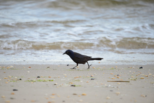Park «Guardian Park», reviews and photos, Hartshorne Dr, Sandy Hook, NJ 07732, USA