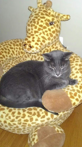 4554 147th St, Midlothian, IL 60445, USA