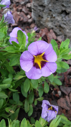 Funeral Home «Sunset Lawn Chapel of the Chimes», reviews and photos, 4701 Marysville Blvd, Sacramento, CA 95838, USA