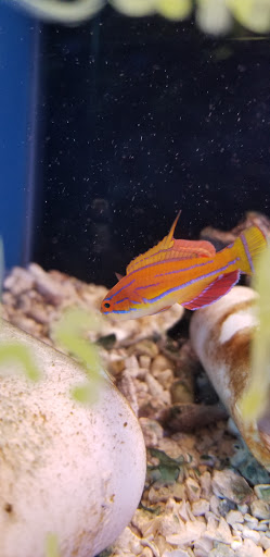 Pet Store «Pet Connection», reviews and photos, 29551 Five Mile Road, Livonia, MI 48154, USA