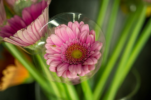 Florist «Lily Flowers», reviews and photos, 3355 S Wadsworth Blvd, Lakewood, CO 80227, USA