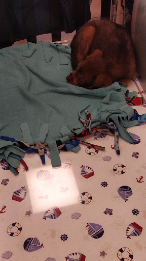 Pet Store «Charm City Puppies», reviews and photos, 8205 Snowden River Pkwy, Columbia, MD 21045, USA