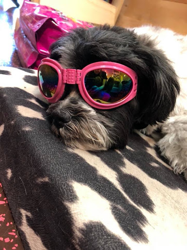 Pet Groomer «Woof Gang Bakery & Grooming Las Vegas», reviews and photos, 7080 N Durango Dr #140, Las Vegas, NV 89149, USA