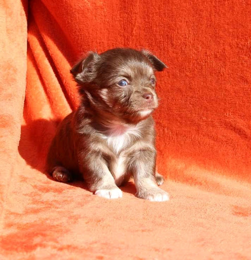 ChihuahuasOfTexas.com!