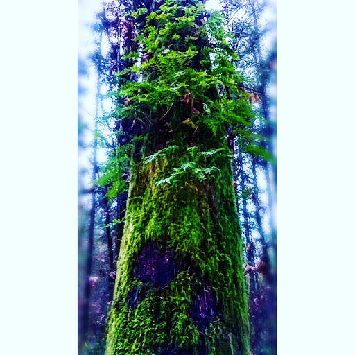 Park «Powell Butte Nature Park», reviews and photos, 16160 SE Powell Blvd, Portland, OR 97236, USA