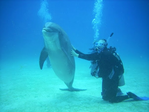 Dive Shop «Orbit Marine Sports Center Inc», reviews and photos, 3273 Fairfield Ave, Bridgeport, CT 06605, USA