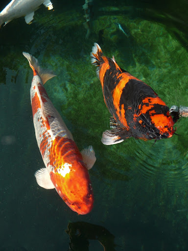 Koifutterhandel - Koifutter - Koi Karpfenfutter unter Deggendorf, 